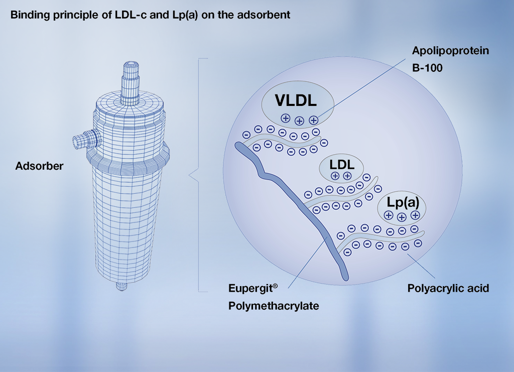 Связывание липопротеинов с адсорбером DALI Lipoprotein binding to DALI adsorber
